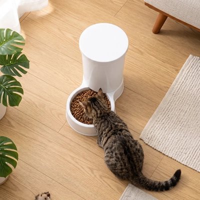Distributeur de croquettes pour Chat tigré qui mange dans bol