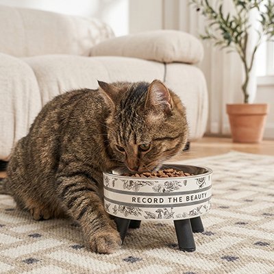 Gamelle Chat surélevée au salon qui est utilisé par chat