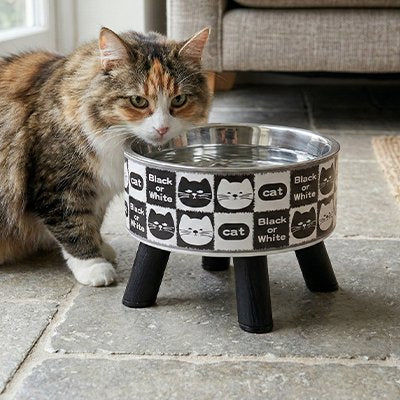 Gamelle Chat surélevée qui est rempli d'eau près d'un chat tabby