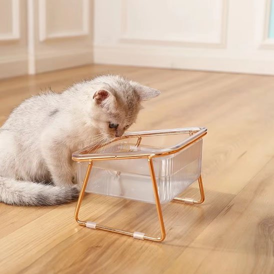 Gamelle chat Surélevée rempli d'eau devant chat blanc et gris