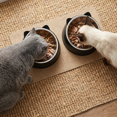 Gamelle pour Chat pour des repas en sérénité