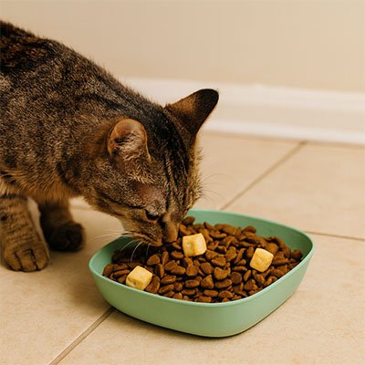Gamelles pour chat Design plat et Ă profil bas