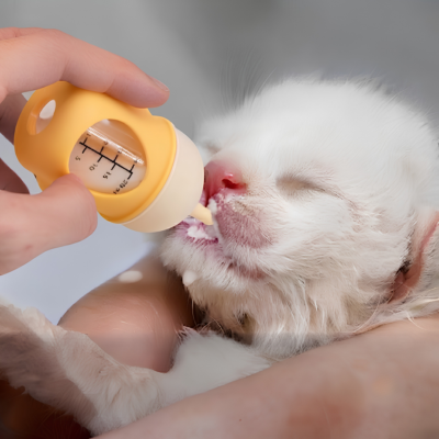 biberon chaton pour bebe chat naissant