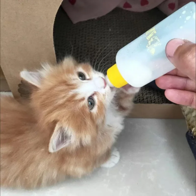biberon chaton utiliser par petit chaton caramel
