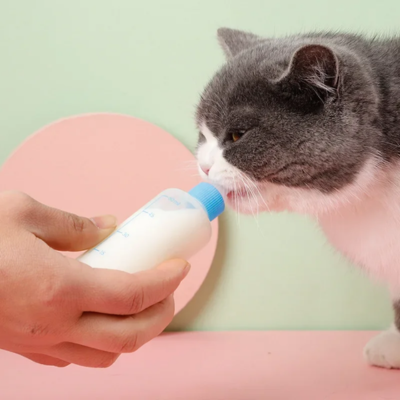 biberon chaton utiliser par petit chaton gris