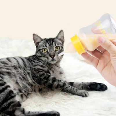 biberon chaton utiliser par petit chaton tabby