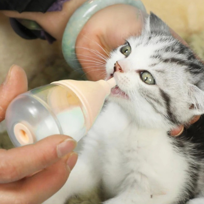 biberon pour chaton nourri à la main sur table en bois