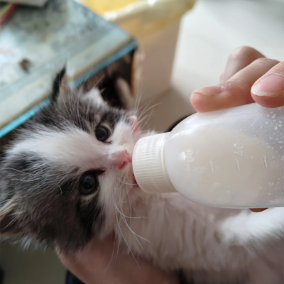 biberon pour chaton nourri à la main en atelier