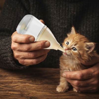 biberon pour chaton nourri à la main sur table en bois