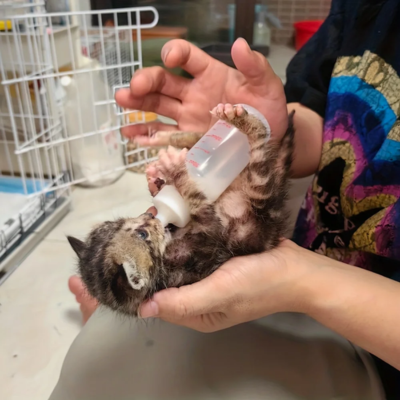 biberon pour chaton tenu par soignant en clinique vétérinaire
