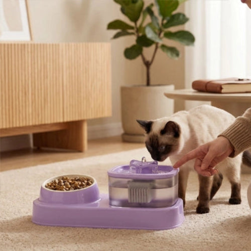 Distributeur eau et croquettes pour chat siamois en intérieur