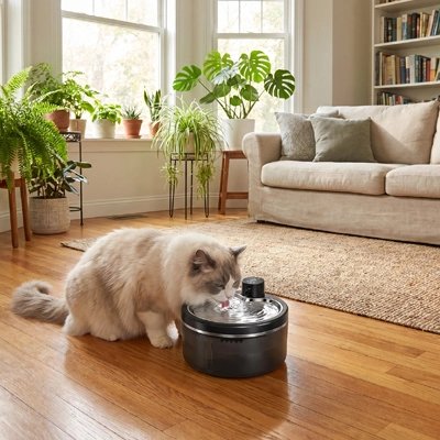 Fontaine à eau chat sans fil utilisée par chat ragdoll dans salon