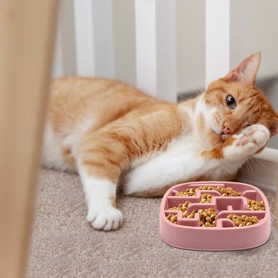 Gamelle anti-glouton chat pour un confort pendant le repas