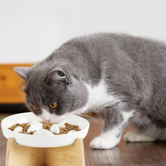 gamelle anti glouton chat pour un repas lent et confortable
