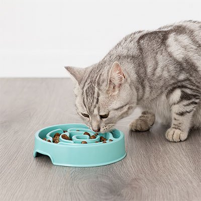 Gamelle anti glouton chat pour une alimentation lente