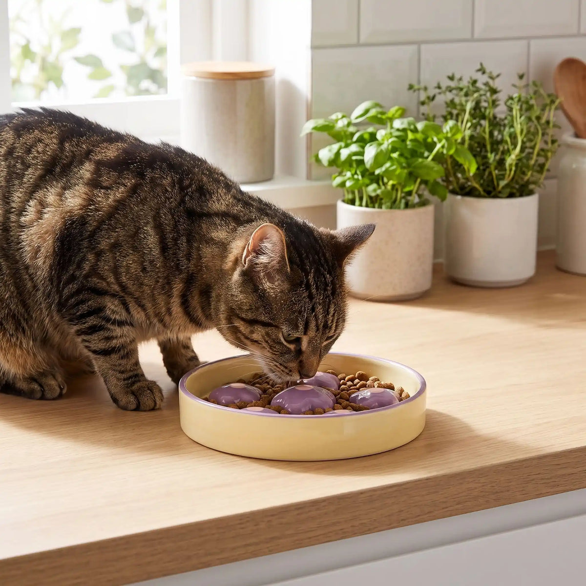Gamelle anti glouton chat tabby mangeant des croquettes en cuisine