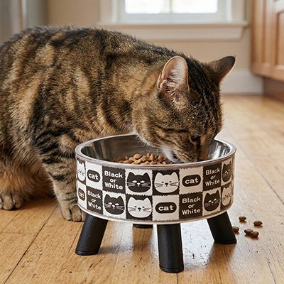 Gamelle Chat surélevée qui est utilisé par un beau chat tigré