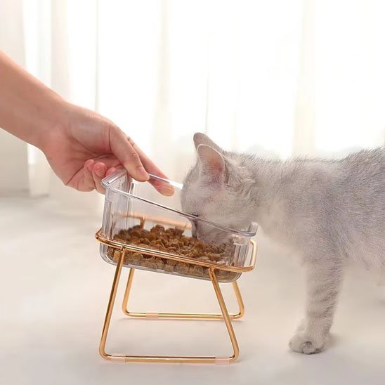 Gamelle chat Surélevée transparente déposé devant chat blanc et gris