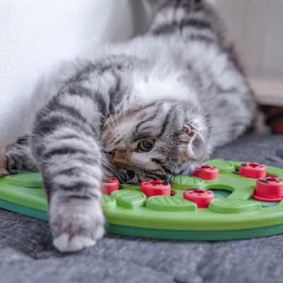 gamelle ludique pour chat utilisée par chaton sur canapé