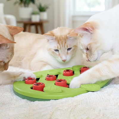 gamelle ludique pour chat utilisée par trois chats sur canapé