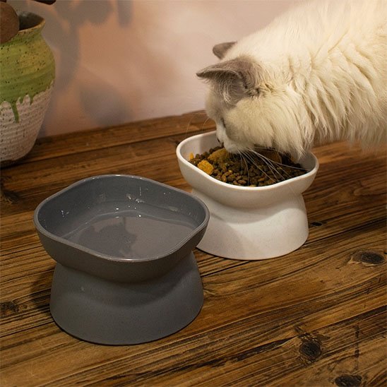 gamelle pour chat surélevée en utilisation par chat blanc crème