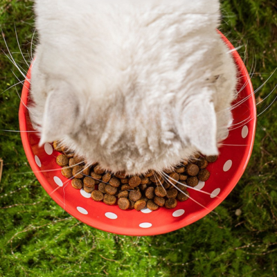 gamelle pour chat surélevée rouge chat mangeant dehors