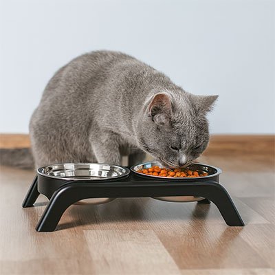 Gamelle surélevée chat remplis de croquettes qu'un chat gris mange