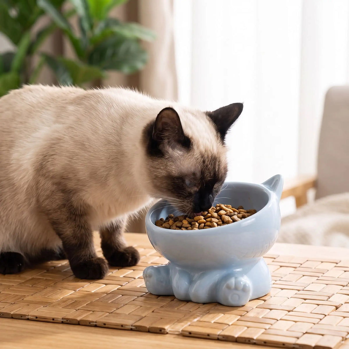 gamelle surélevée chat siamois mangeant des croquettes salon