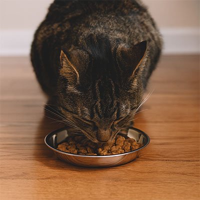 Gamelles chaton à profil bas