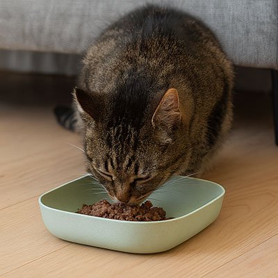 Gamelles pour chat avec Base antidérapante texturée 